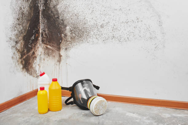 Best Certified Mold Removal  in La Fayette, AL