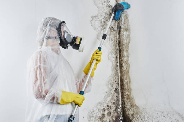 Best Residential Mold Removal  in La Fayette, AL