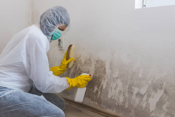 Best Black Mold Removal  in La Fayette, AL